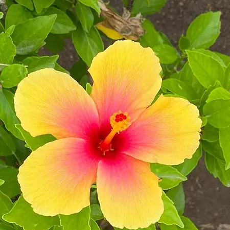 Bonitos Atardeceres Sobre Cristianos * Chayofa