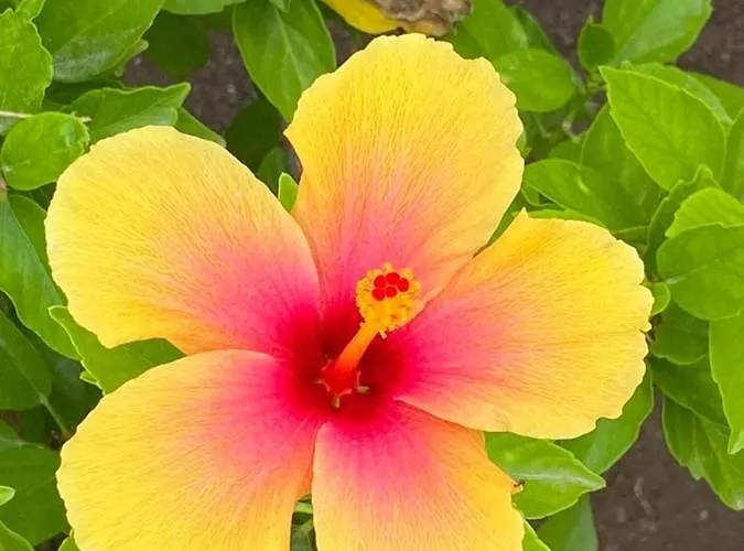 Bonitos Atardeceres Sobre Cristianos * Chayofa